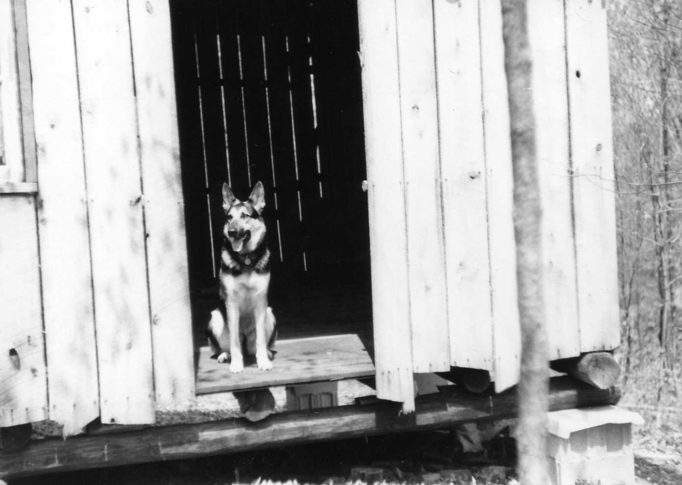 822 Fisk Forest cabin Elsa 1974322